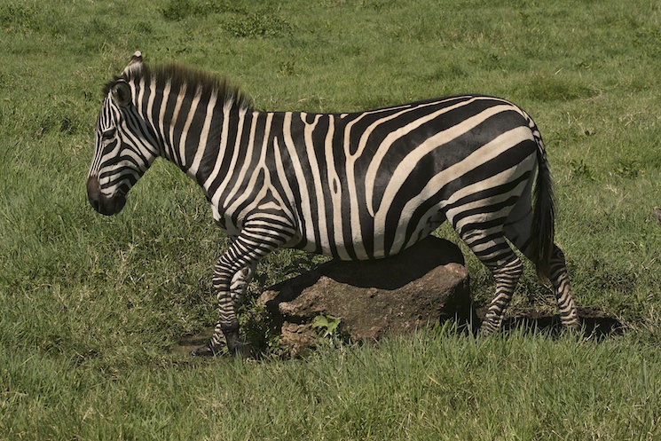 wight_zebrascratch