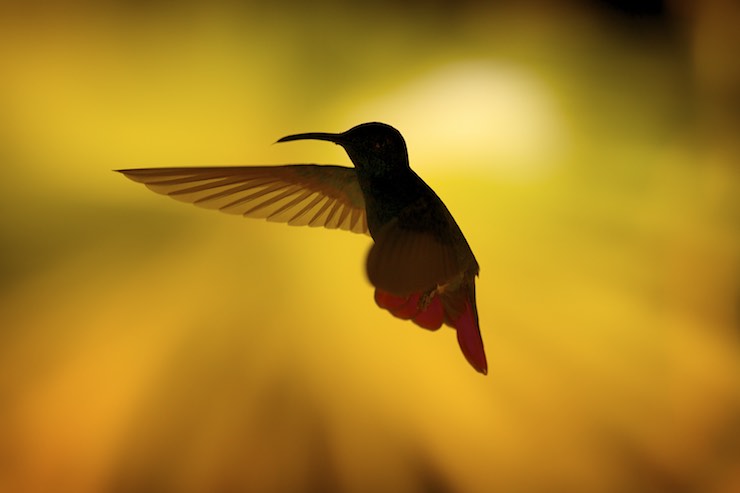 hummingbird, njwight, bird in flight