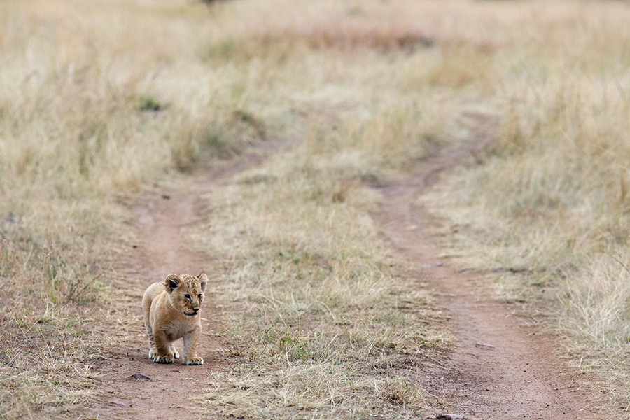 lion cub on the road in Masai Mara by NJ Wight