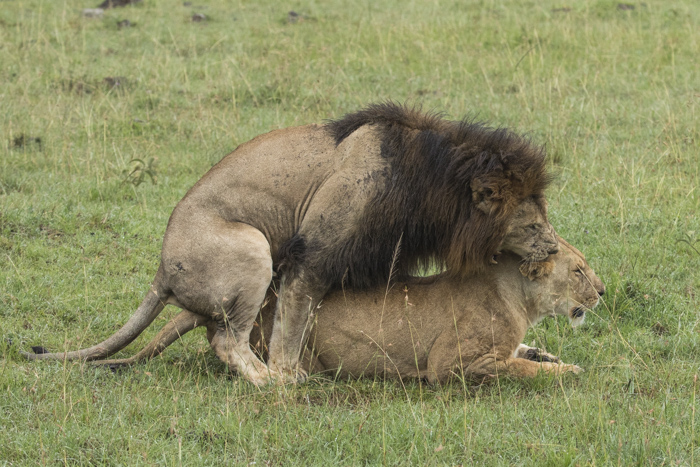 Lion mating in Mara North. © NJ Wight