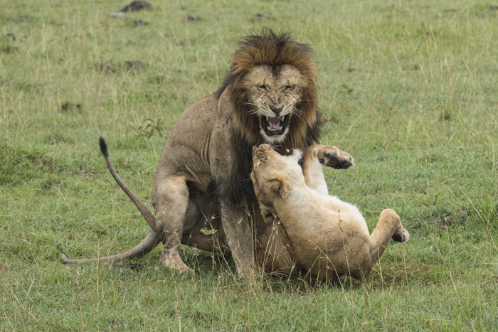 Lion Mating: She's the Boss | NJ Wight Lion Mating: She's the Boss | NJ Wight