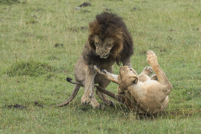 Lion mating in Mara North. © NJ Wight
