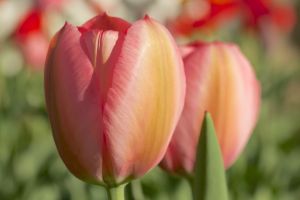 Wight_springhasspung0U7A0327.jpg