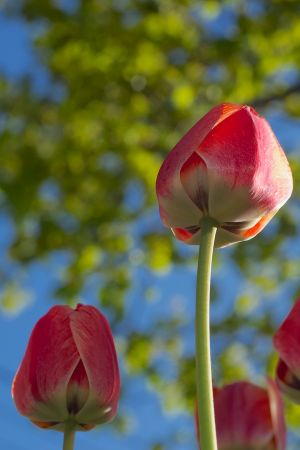 Wight_springhasspung0U7A0370.jpg