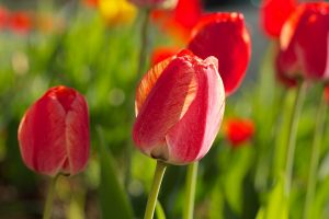 Wight_springhasspung0U7A0386.jpg