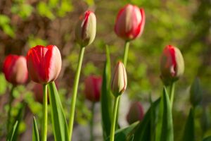 Wight_springhasspung0U7A0463.jpg