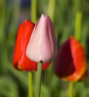 wightbulbs.jpg