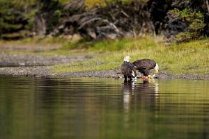wight_eagledance0U7A4856.jpg