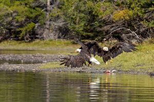 wight_eagledance0U7A4865.jpg