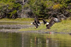 wight_eagledance0U7A4866.jpg