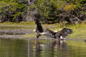 wight_eagledance0U7A4867.jpg