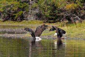 wight_eagledance0U7A4869.jpg