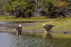 wight_eagledance0U7A4882.jpg