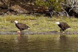 wight_eagledance_MG_5016.jpg