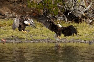 wight_eagledance_MG_5020.jpg