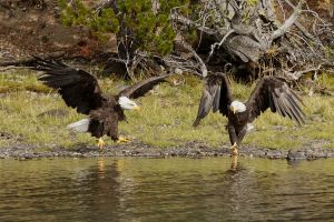 wight_eagledance_MG_5024.jpg