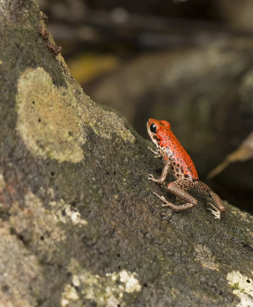 Strawberry Poison dart frog by nj wight