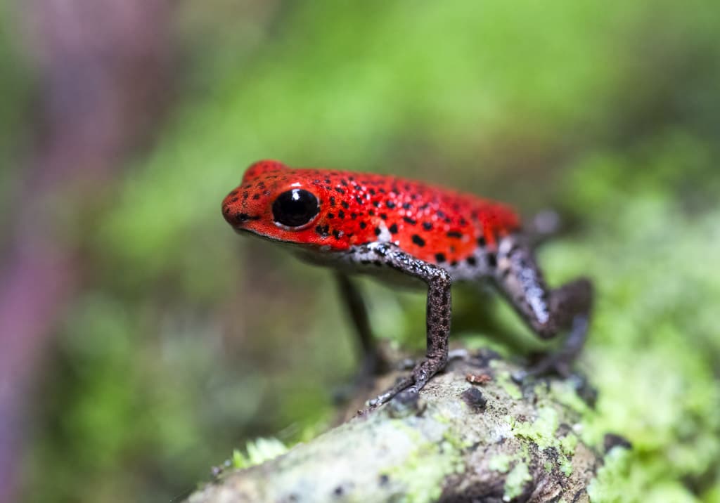 Strawberry Poison dart frog by njwight