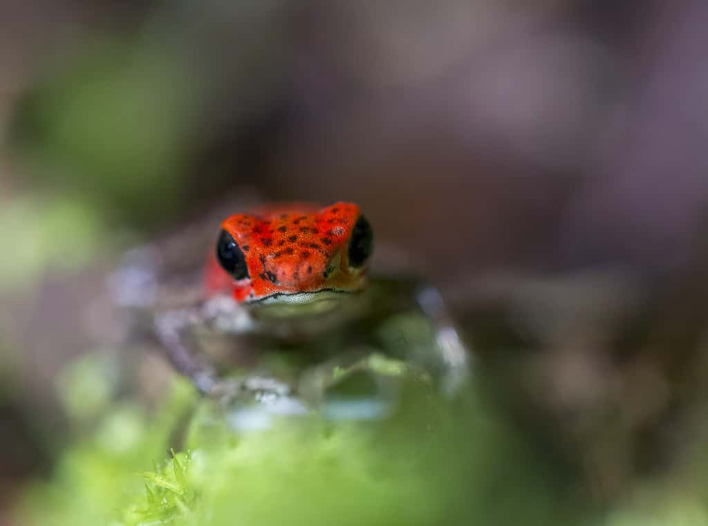 Strawberry Arrow Frog