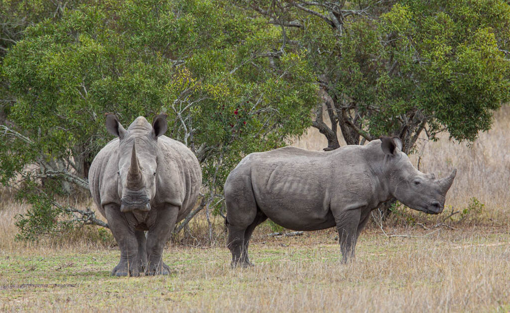 Pair of white rhino