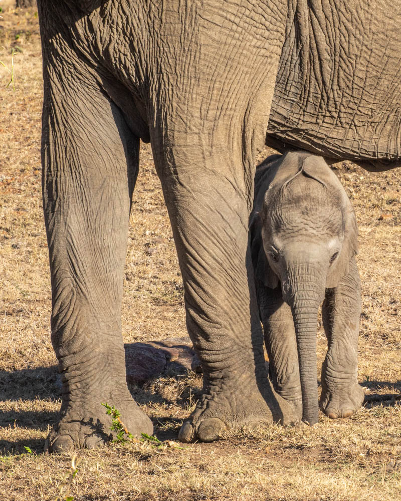 elephant calf behind Moms leg. NJ Wight