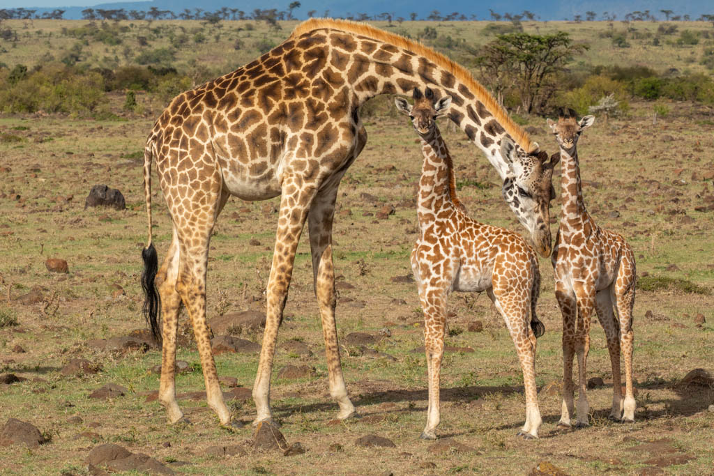 Giraffe with two babies. NJ Wight