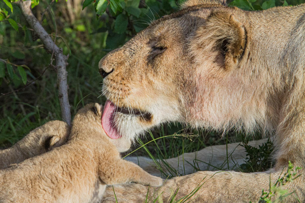 Lion mother grooming cub. NJ Wight