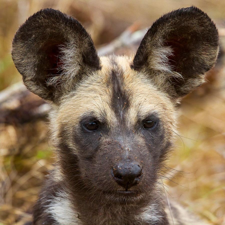 Wild Dog Puppy with gigantic ears.