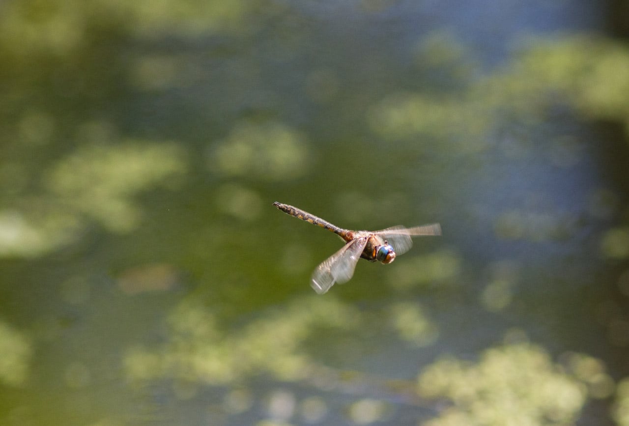 Photographing dragonflies by nj wight