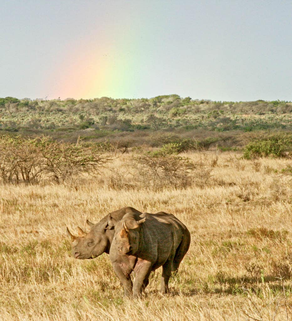 Rhinos and rainbows