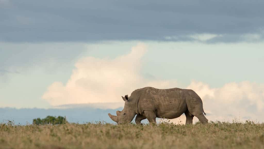 White rhino on horizon