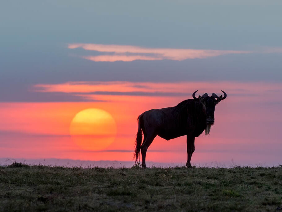 Wildebeest next to the sun rising, by NJ Wight