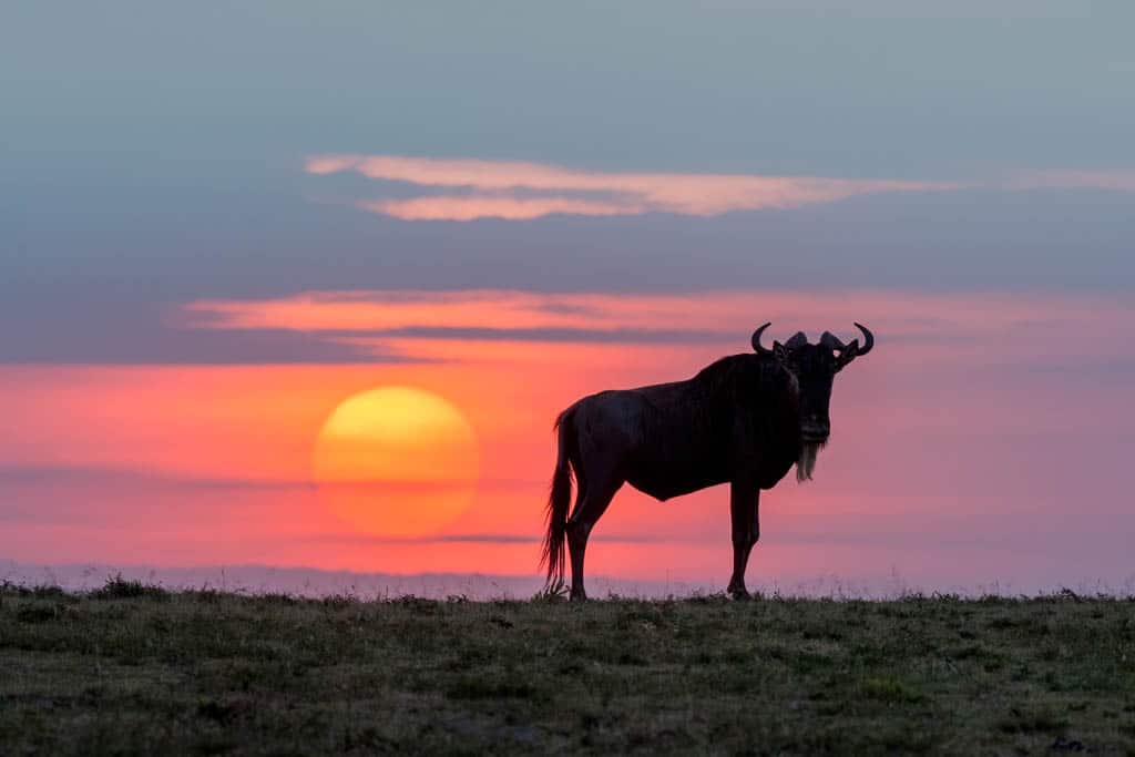 wildebeest at sunrise