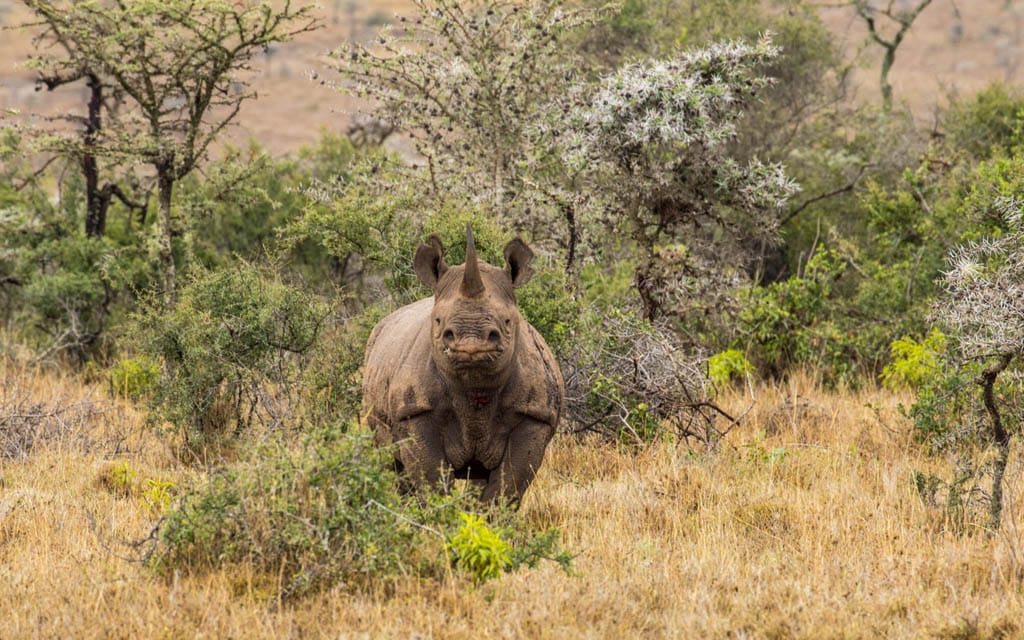 shy black rhino in the rain.