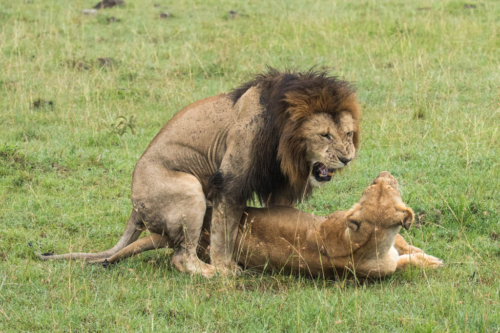 Lions Mating by nj wight