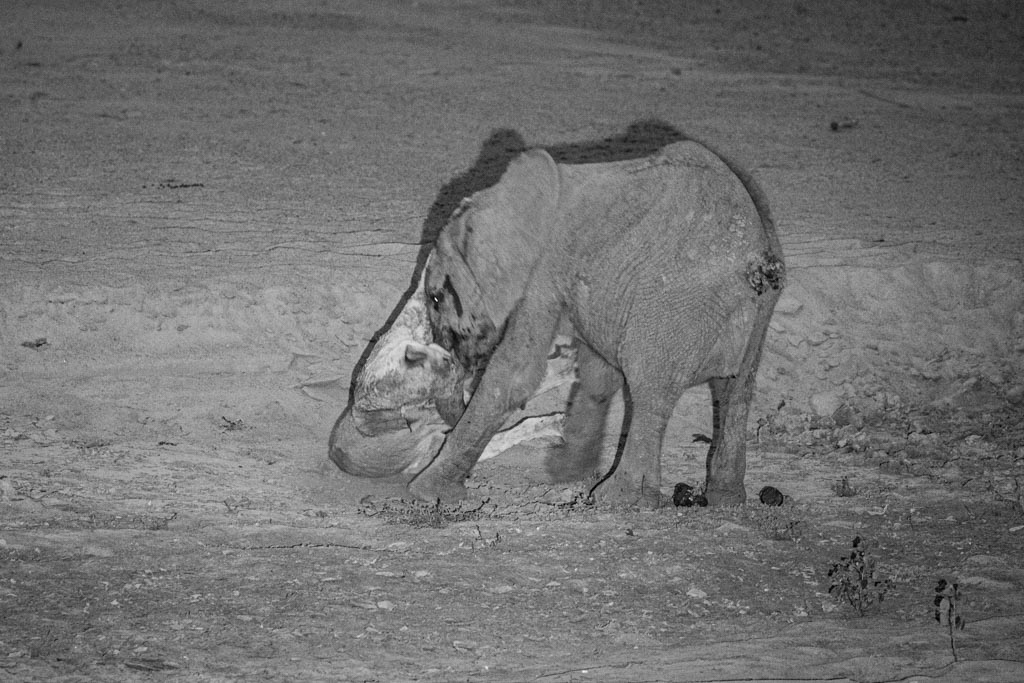 A young elephant fights with an older lioness.