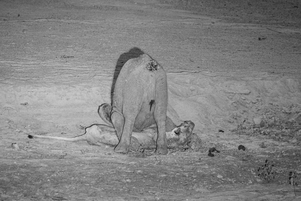 Baby elephant battles with lioness in a dry riverbed.