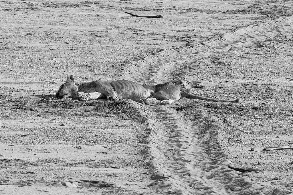 An old lioness is near the end of her life, lying in the river bed.