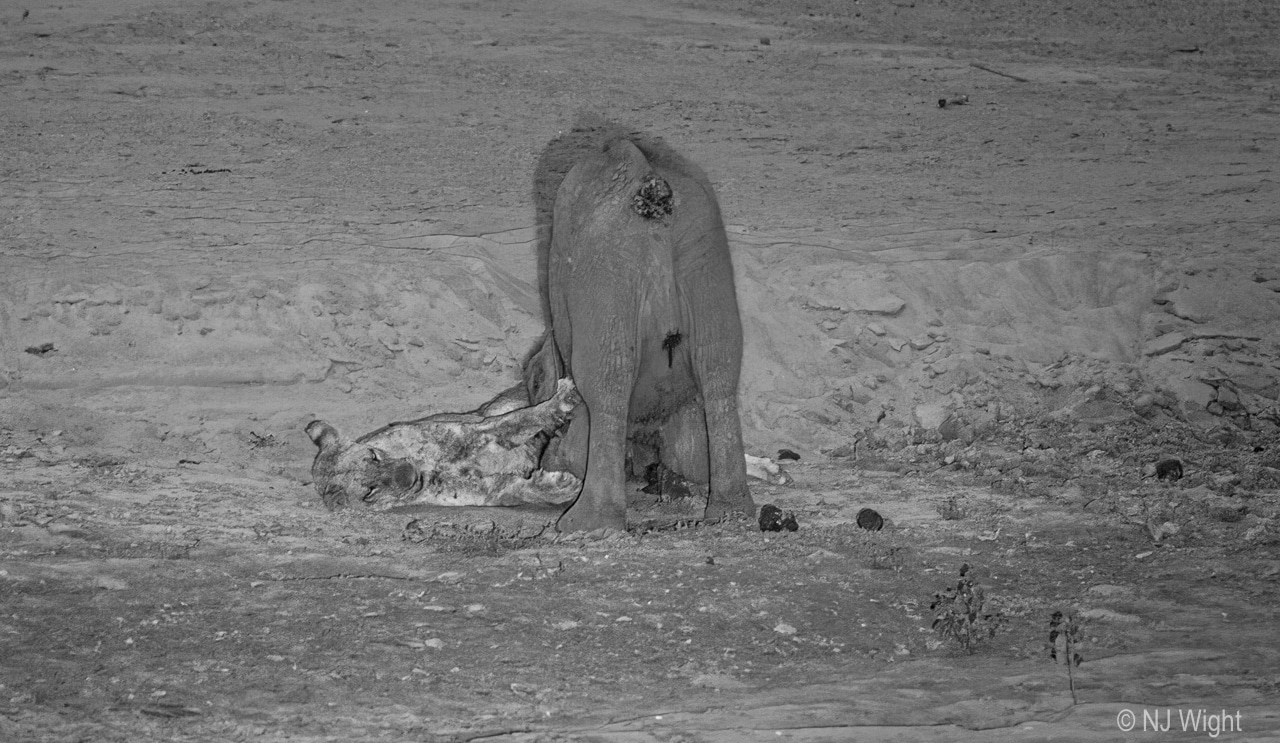 lioness hunting a elephant