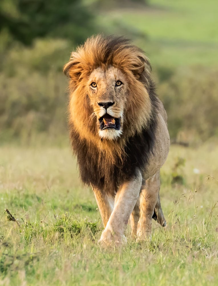 Male lion walking towards camera.