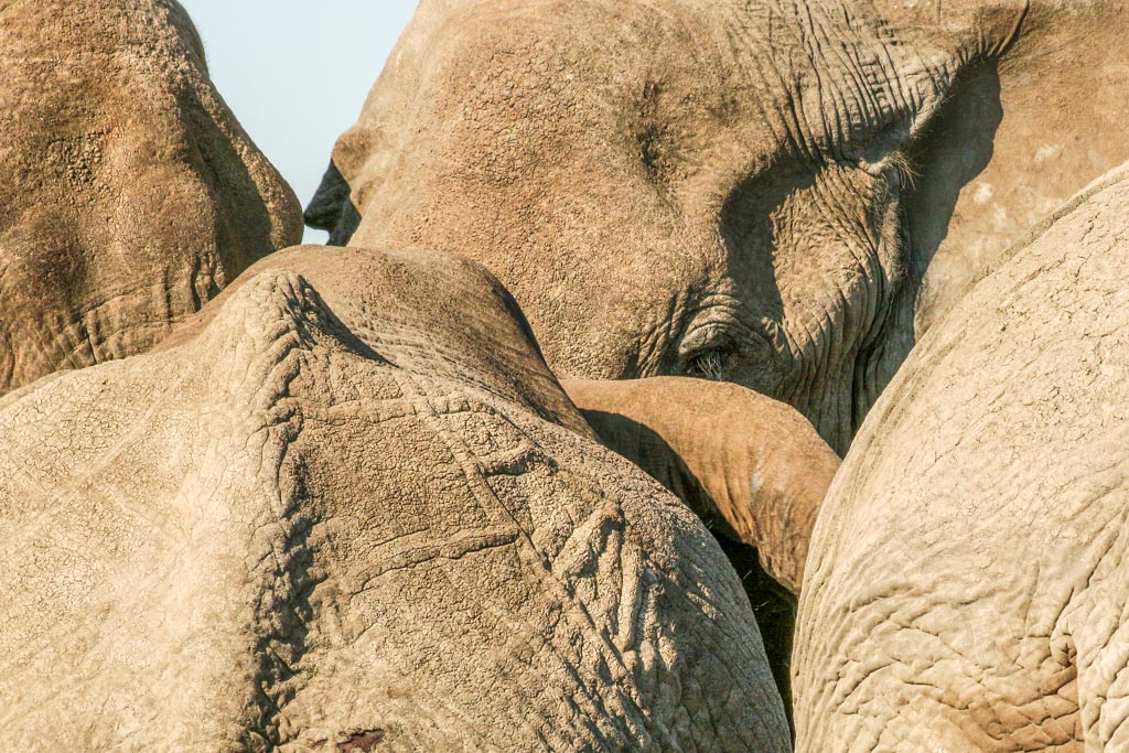 Close up of an elephant eye amongst the herd.