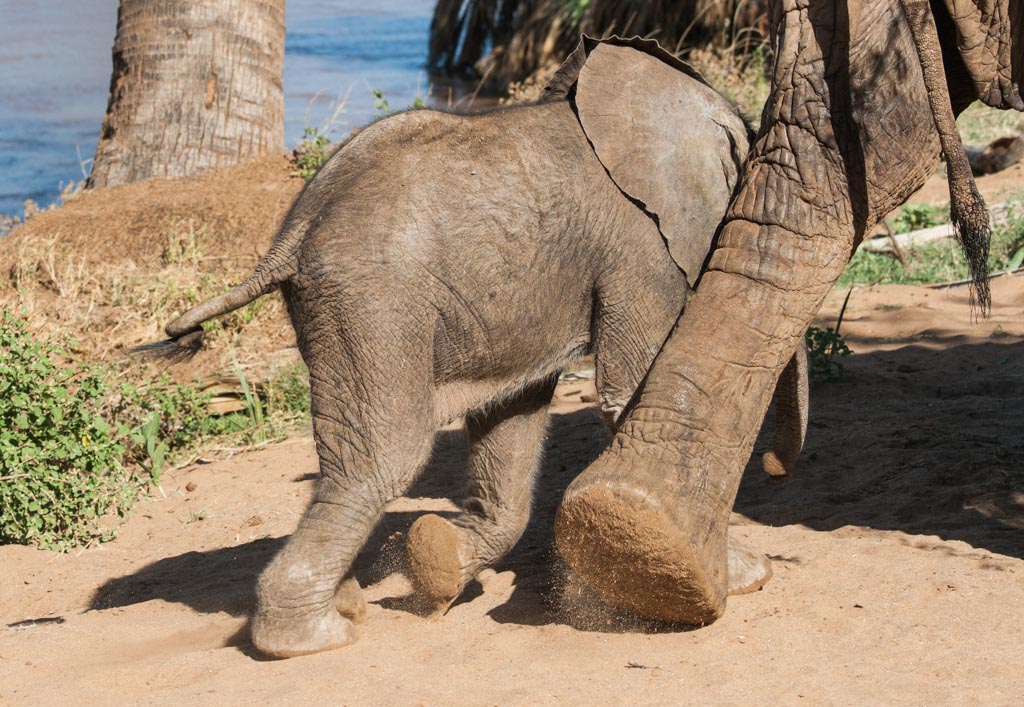 Three day old baby elephant.