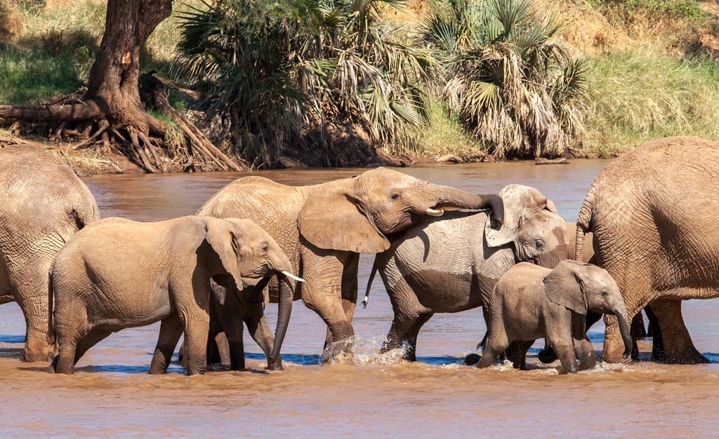 Elephant Family In Ewaso River
