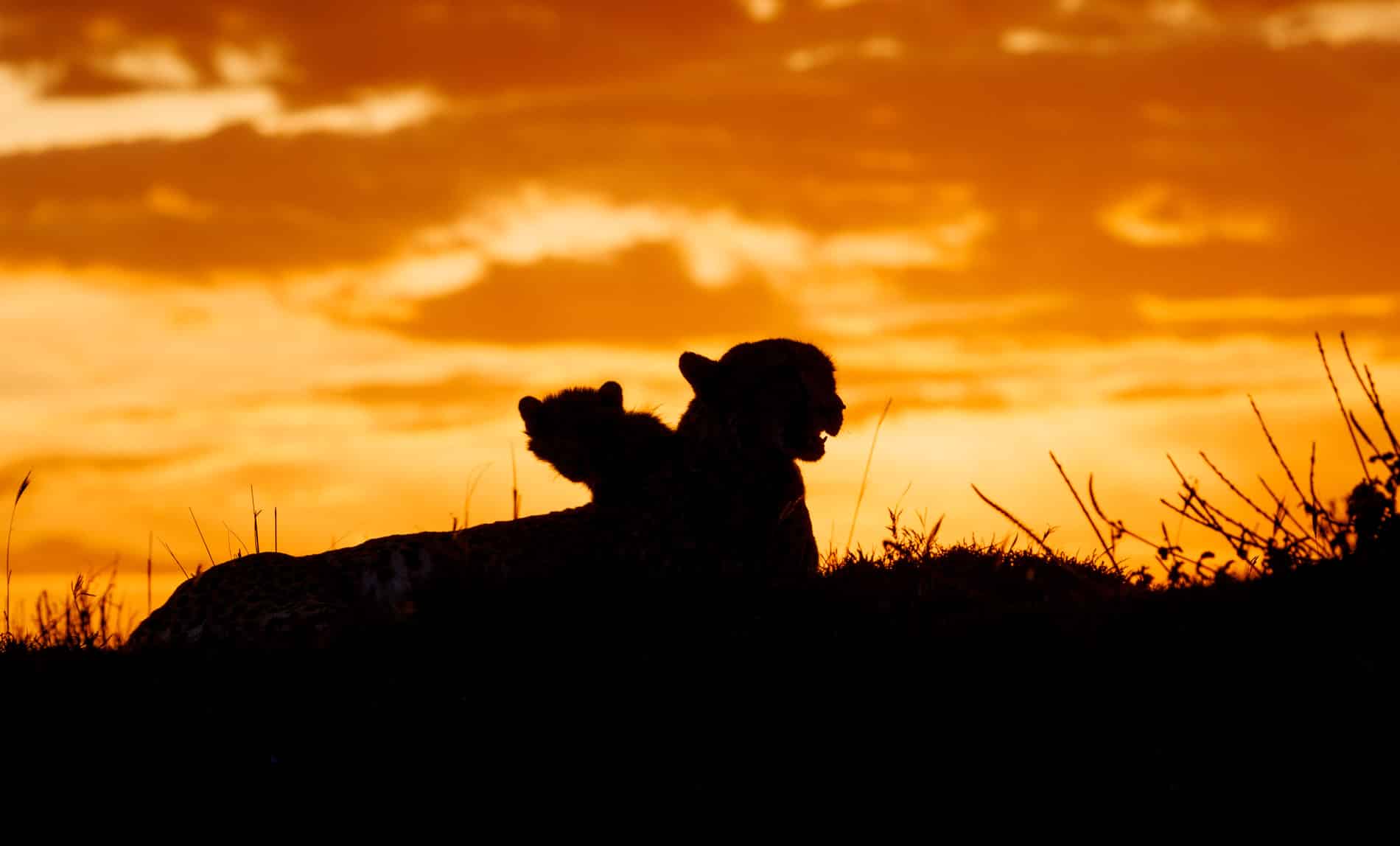 Safari silhouette of a cheetah and cub at sunset by njwight.