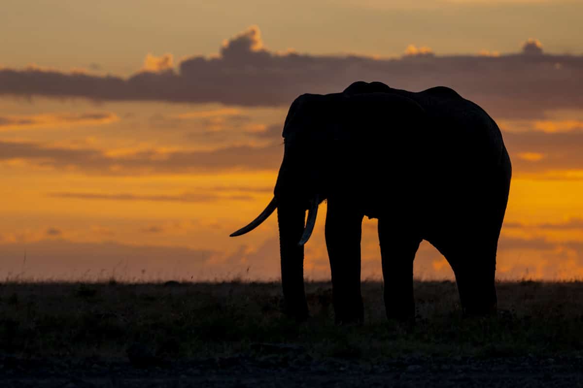Safari silhouette of an elephant at sunset by njwight.