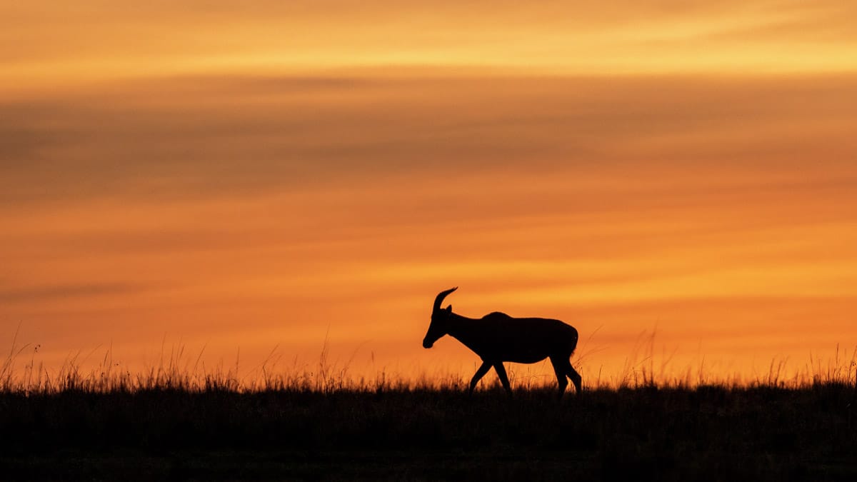 Safari silhouette of a lone impala at sunrise by njwight.