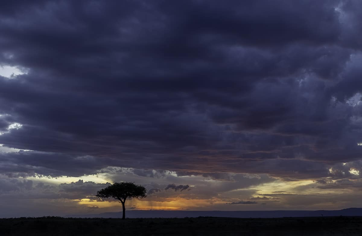 Acacia tree silhouette at sunset by NJ Wight