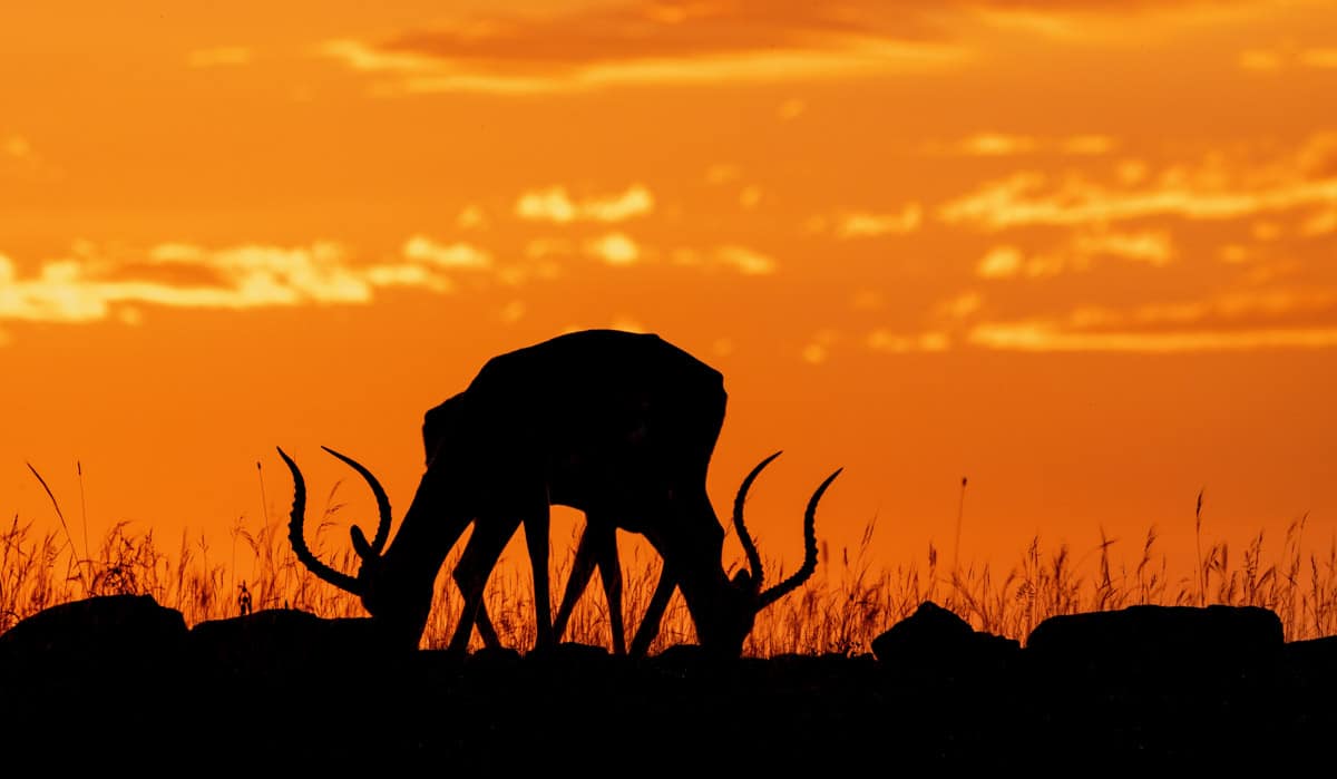 Safari silhouette of a pair of impala at sunrise by njwight.