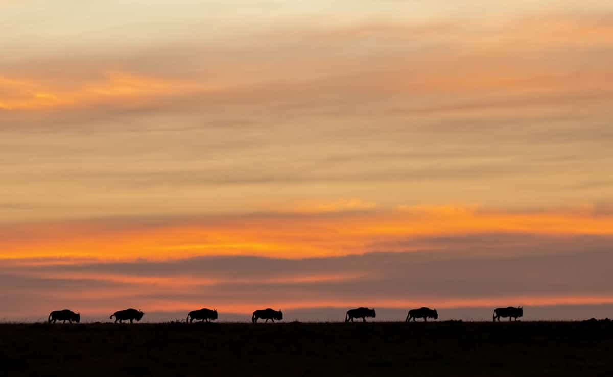 Safari silhouette of a line of wildebeest at sunrise by njwight.