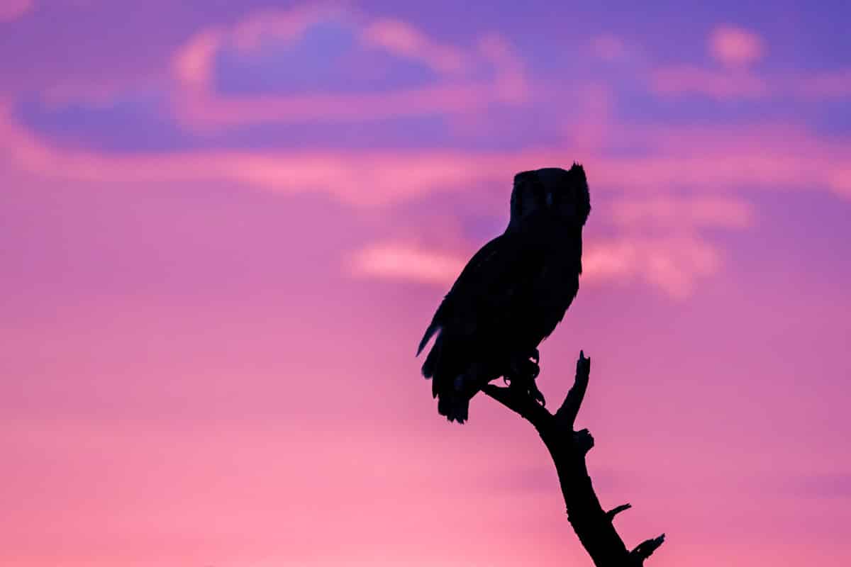 Safari silhouette of an owl at sunset by njwight.